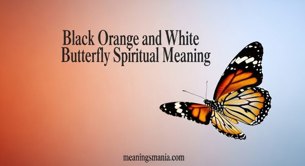 black-orange-and-white-butterfly-spiritual-meaning