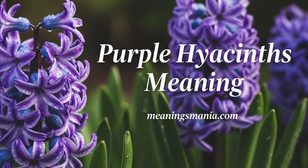 purple-hyacinths-meaning